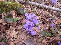 Фиолетовая ветриница в Ленобласти почти не встречается, а в Карелии почти нет белой.