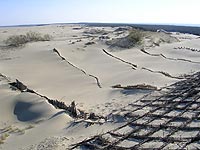 Укрепление ползущих песков дюн